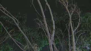 第41集