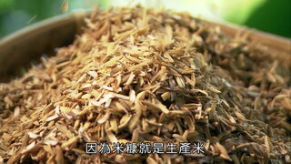 第18集 香草植物
