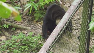 第13集 沙巴東部西必洛尋找紅毛猩猩